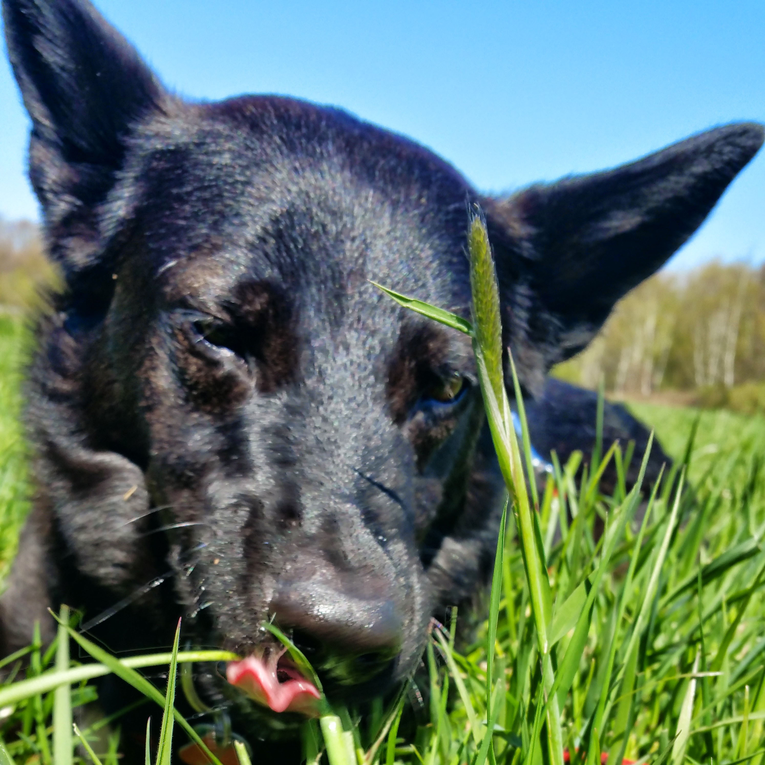 Sahib (Australian Kelpie, Belgischer Schäferhund, Deutscher Schäferhund) Australian Kelpie Belgischer Schäferhund Deutscher Schäferhund 